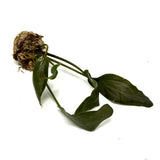 LC225 Jungle plants Lagenandra meeboldii 'Vinay Chandra' (jungle plant cup)