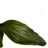 LC225 Jungle plants Lagenandra meeboldii 'Vinay Chandra' (jungle plant cup)