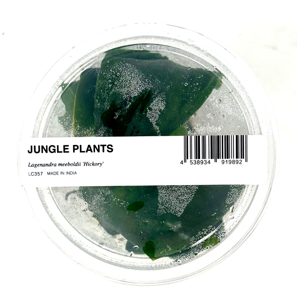 LC357 Jungle plants Lagenandra meeboldii 'Hickory' (jungle plant cup)