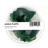 LC357 Jungle plants Lagenandra meeboldii 'Hickory' (jungle plant cup)