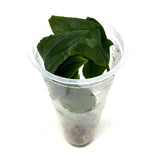 LC357 Jungle plants Lagenandra meeboldii 'Hickory' (jungle plant cup)