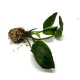 LC357 Jungle plants Lagenandra meeboldii 'Hickory' (jungle plant cup)