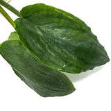 LC357 Jungle plants Lagenandra meeboldii 'Hickory' (jungle plant cup)