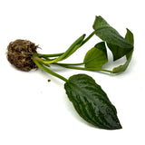 LC355 Jungle plants Lagenandra meeboldii 'Water melon' (jungle plant cup)