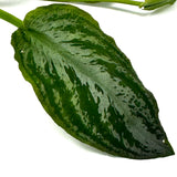 LC355 Jungle plants Lagenandra meeboldii 'Water melon' (jungle plant cup)