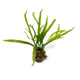 LC360 Jungle plants-Microsorum sp. 'Trident narrow leaf'  (Jungle plants cup)