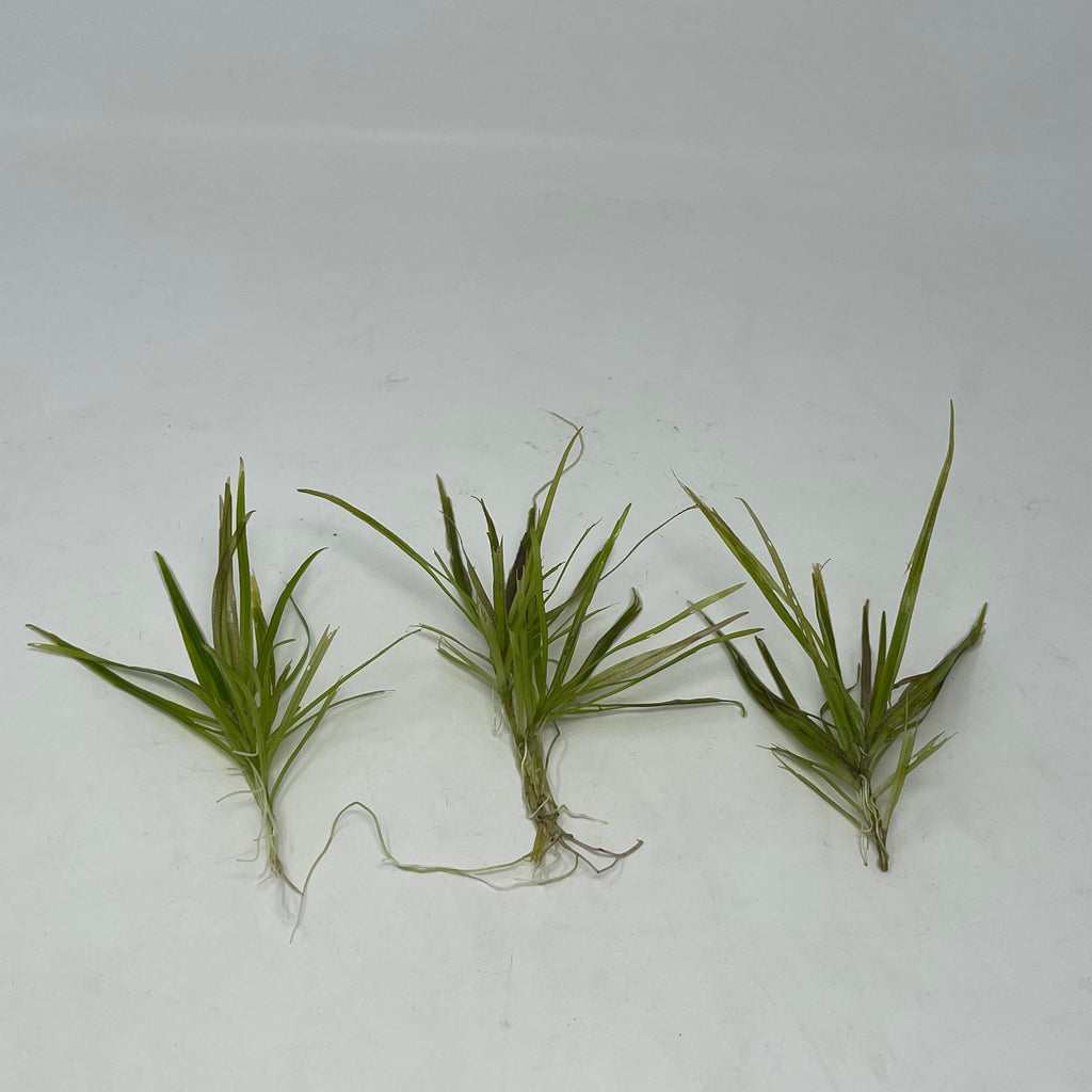 Blyxa japonica (submerged stems)