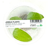 LC068 ADA Jungle plants-Echinodorus 'Tanzende Feuerfeder'  (Jungle plants cup)