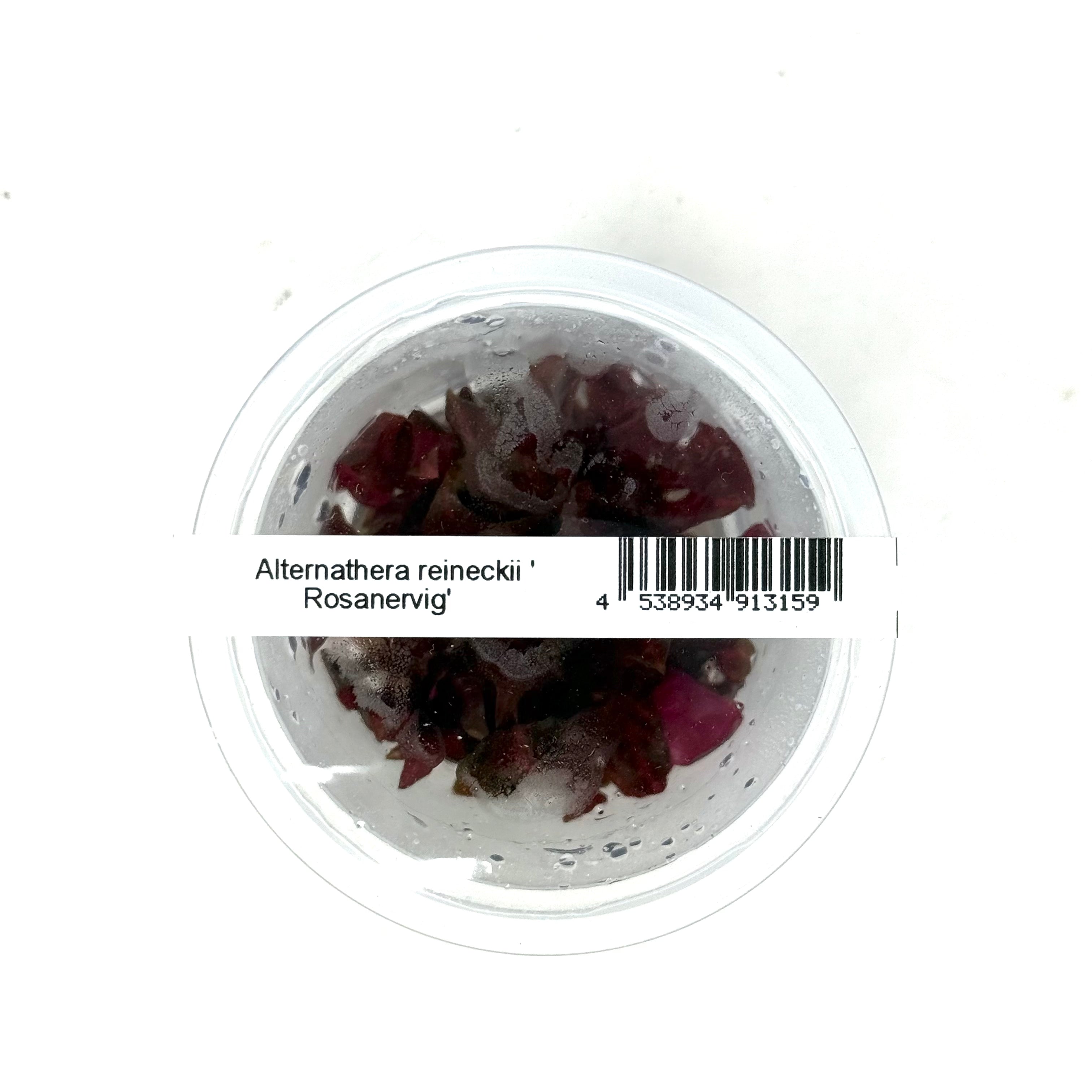 IC127 ADA Tissue Culture Plant - Alteranthera Reineckii