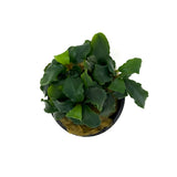 Bucephalandra Green Wavy (potted)