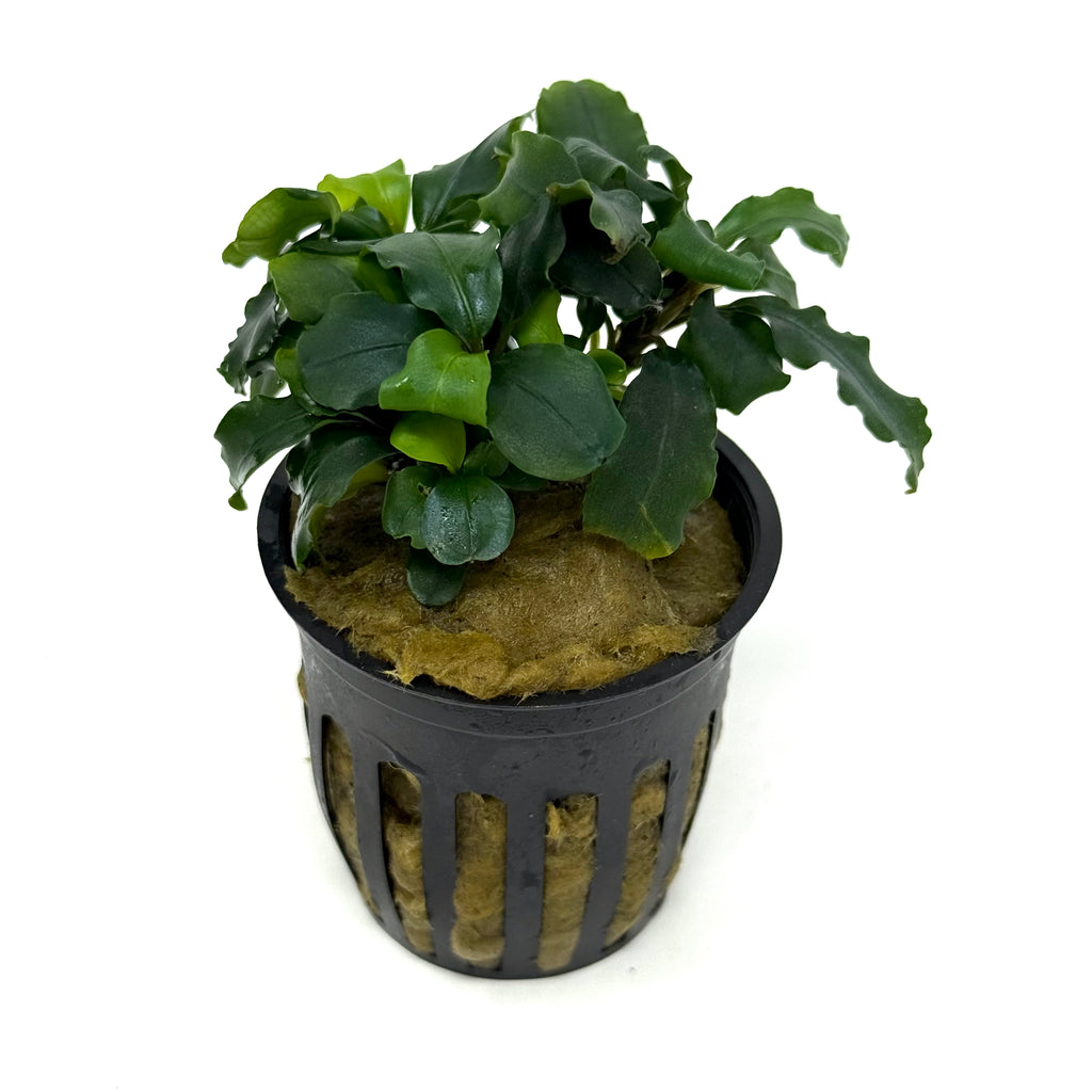 Bucephalandra Green Wavy (potted)