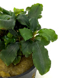 Bucephalandra Green Wavy (potted)