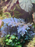 LC921 Jungle plants-Selaginella siamensis 'Peacock' (Jungle plants cup)