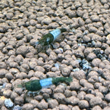 Green rili shrimp (Neocaridina Davidi)