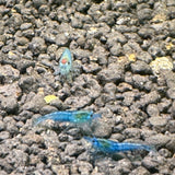 Blue velvet shrimp (Neocaridina Davidi)