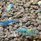 blue velvet shrimp 2