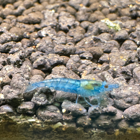 Blue velvet shrimp