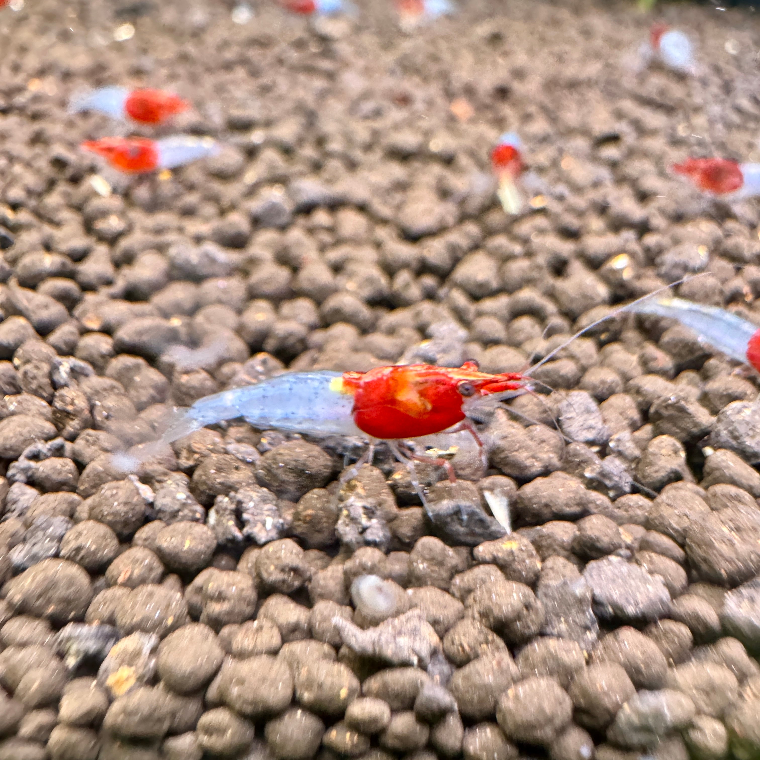 Little red riding hood shrimp (Neocaridina Davidi) – Aqua Forest Aquarium