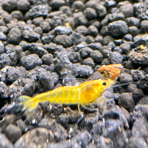 Yellow king kong shrimp (Caridina Cantonensis)