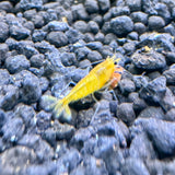 Yellow king kong shrimp (Caridina Cantonensis)