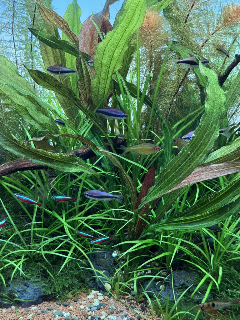 LC331 ADA Jungle plants-Echinodorus rubin 'narrow leaf'  (Jungle plants cup)