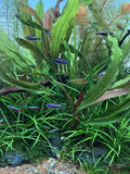 LC331 ADA Jungle plants-Echinodorus rubin 'narrow leaf'  (Jungle plants cup)