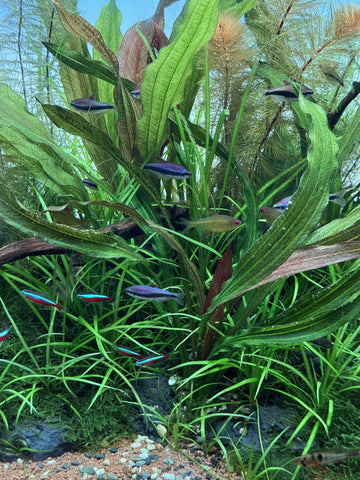 LC331 ADA Jungle plants-Echinodorus rubin 'narrow leaf'  (Jungle plants cup)