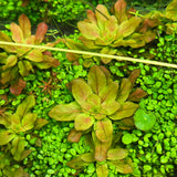 IC368 Tissue Culture  - Ludwigia sphaerocarpa