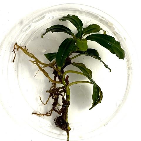 Bucephalandra sp. Bucephalandra sp.