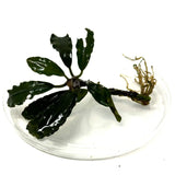 Bucephalandra Lamandau Classic