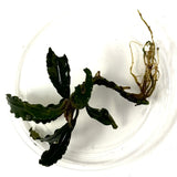 Bucephalandra Lamandau Classic