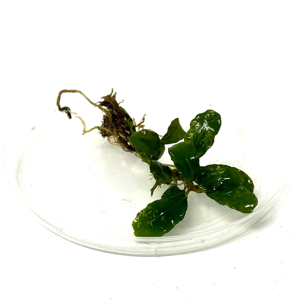 Bucephalandra Silver Powder