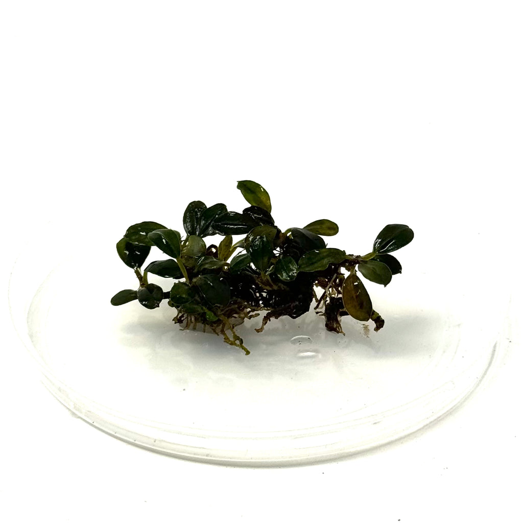 Bucephalandra Brownie Blue