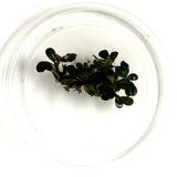 Bucephalandra Brownie Blue