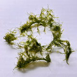 Fissidens fontanus moss (loose clump)