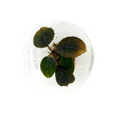 LC173 Jungle plants-Bucephalandra Kishii (Jungle plants cup)