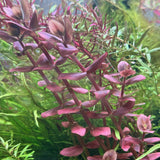 IC472 Tissue Culture  - Bacopa Salzmannii