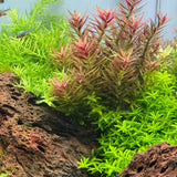 IC481 Tissue Culture  - Limnophila aromatica mini