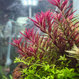 IC481 Tissue Culture  - Limnophila aromatica mini