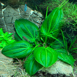 IP329 ADA Tissue Culture - Echinodorus opacus 'saona carlos' type A  (Pouch)