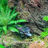 AFA tissue culture-Bucephalandra brownie rotundifolia neo