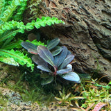 AFA tissue culture-Bucephalandra brownie rotundifolia neo