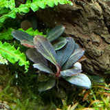 AFA tissue culture-Bucephalandra brownie rotundifolia neo