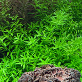 IC022 ADA Tissue Culture Plant - Hemianthus Glomeratum (cup size: short)