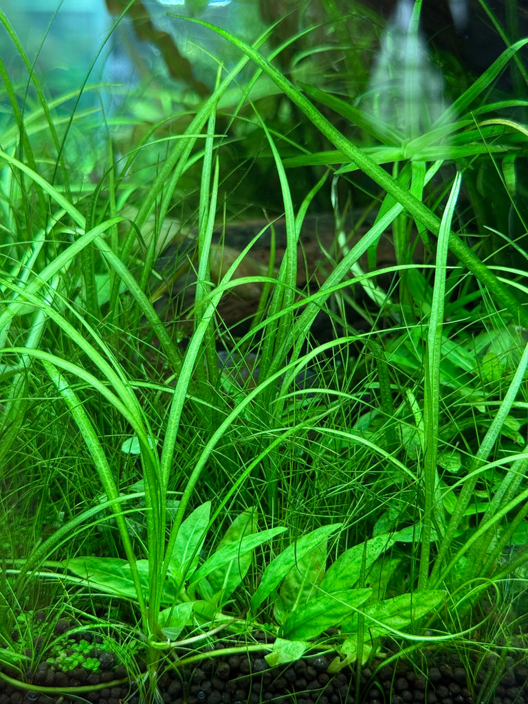 IC352 Tissue Culture - Helenthium tenellum 'Madeira' – Aqua Forest