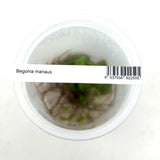 IC948 Jungle plants-Begonia Manuaus (tissue culture cup)