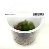 IC948 Jungle plants-Begonia Manuaus (tissue culture cup)