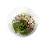 IC948 Jungle plants-Begonia Manuaus (tissue culture cup)