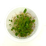 IC950 Jungle plants-Begonia vankerckhovenii (tissue culture cup)