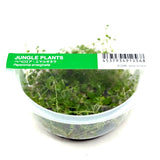 IC346 Jungle plants-Peperomia emarginella (tissue culture cup)